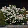 Hydrangea Paniculata – Vanilla Strawberry™ – #3 Container